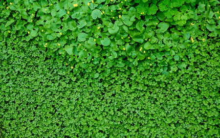 Clover view on top. Carpet of natural clover. natural grass background.の写真素材