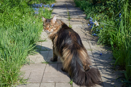 A Maine Coon cat with a beautiful fluffy tail walks along a path among flowers and grassの写真素材
