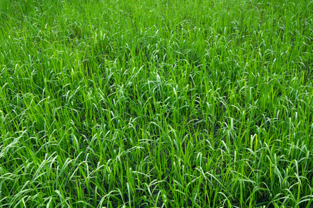 Background of green natural grass. green grass in springの写真素材