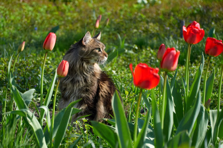 Maine Coon cat walks on green grass in the park among tulips. Pets walking outdoor adventure. cat close upの写真素材