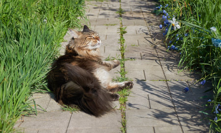 Maine Coon cat lies on the path among flowers and grassの写真素材