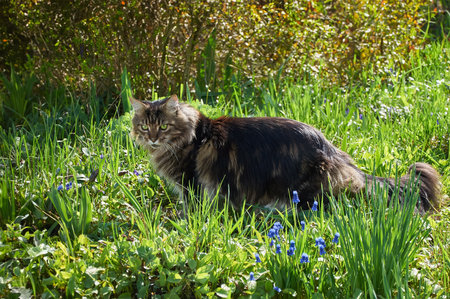 Tabby Maine Coon cat standing in the blooming meadow. Pet walking outdoor adventure. cat close up. domestic cat in the gardenの写真素材