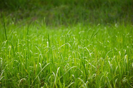 Green grass on a sunny day. natural grass backgroundの写真素材