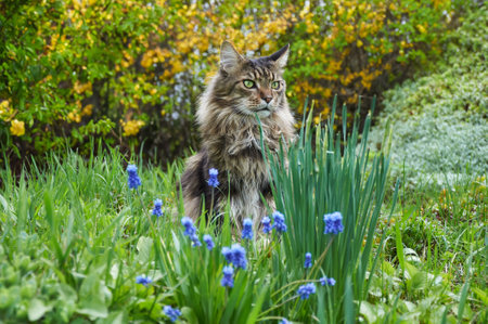 Tabby Maine Coon cat standing in the blooming meadow. Pet walking outdoor adventure. cat close up. domestic cat in the gardenの写真素材