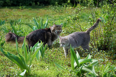 Maine Coon tabby cat hisses at another cat on a walk on the grassの写真素材