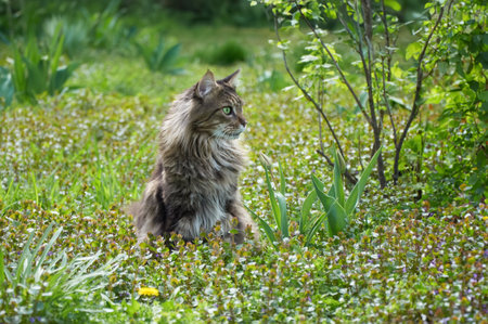 Tabby Maine Coon cat standing in the blooming meadow. Pet walking outdoor adventure. cat close up. domestic cat in the gardenの写真素材