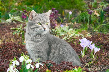 Cute gray cat in spring garden around snowdrops and crocuses.の写真素材