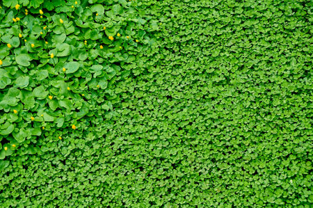Clover view on top. Carpet of natural clover. natural grass backgroundの写真素材