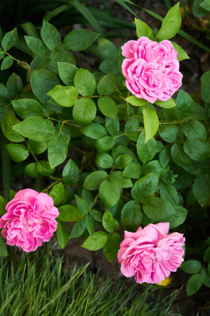Pink rose close-up in summer in the garden. beautiful floral background. Valentine's day and holidays. love and tendernessの写真素材