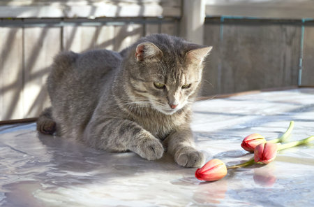 A gray kitten playing with tulipsの写真素材