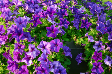 Pink petunia flowers on a sunny day. beautiful flowers in summerの写真素材