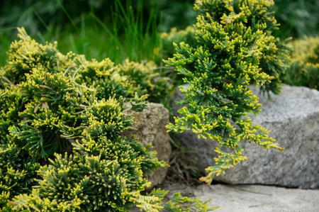 A decorative juniper bush covers a stone. Fragment landscape designの写真素材