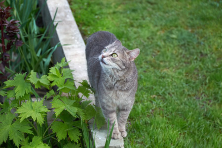 Beautiful gray cat with green eyes walking on the green grass in the park on a sunny day. Walking pets in the open air. Close up of a catWalking pets in the open air. Close up of a catの写真素材