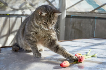 A gray kitten playing with tulipsの写真素材