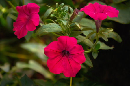Close-up of pink petunia flowers in natureの写真素材