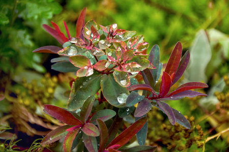 Rain Drops Red Tip Flowers . wood spurge in natureの写真素材