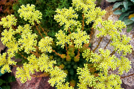 Beautiful Sedum close-up. Landscape design plantの写真素材