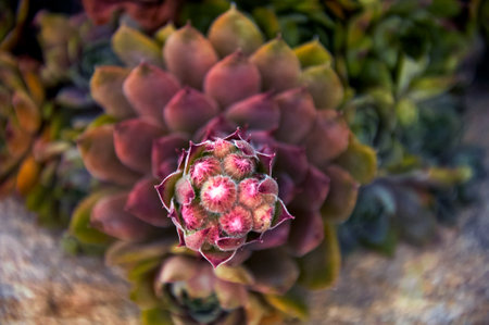 Flowering stone rose Sempervivum in landscape design.の写真素材
