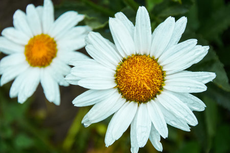 Beautiful daisies close-up in natureの写真素材