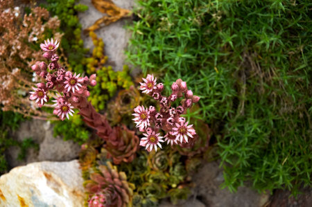 Flowering stone rose Sempervivum in landscape design.の写真素材