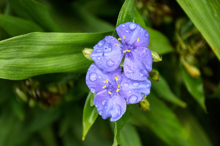 Blue flowers with raindrops close-up in the garden. Sunny summer day after rain.の写真素材