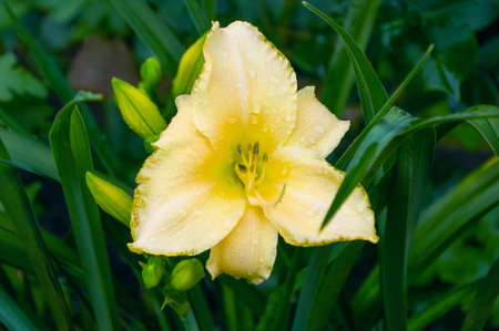 Beautiful lilies close-up in the garden. Close up yellow Lilly blooming in the gardenの写真素材