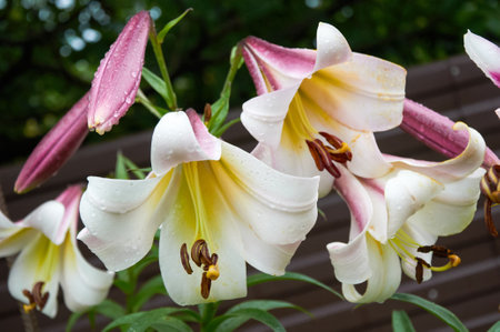 Beautiful lilies close-up in the gardenの写真素材