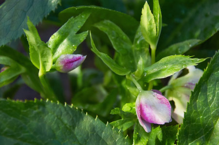 Purple flowers close-up in the garden. Sunny summer day after rain.の写真素材