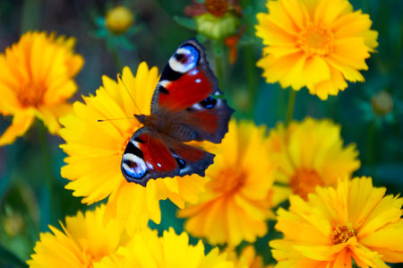 Butterfly, taking off from yellow flower in the garden. Butterfly in the garden, summer time.の写真素材