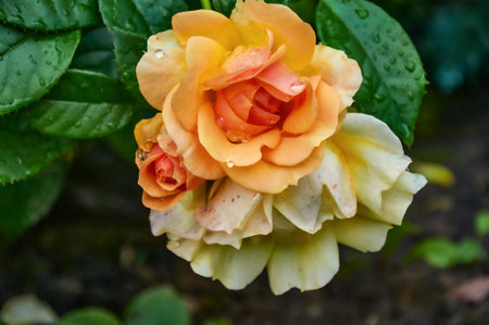 A beautiful orange rose with raindrops close-up in the garden. Sunny summer day after rain.の写真素材