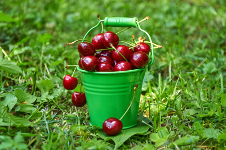 Red cherries in a small green bucket on green grassの写真素材