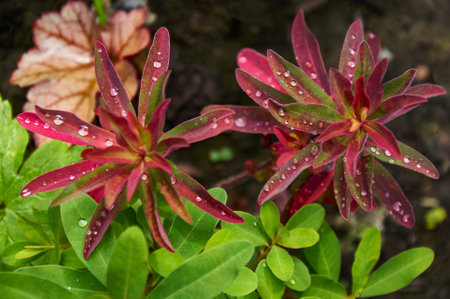 Rain Drops Red Tip Flowers . wood spurge in natureの写真素材