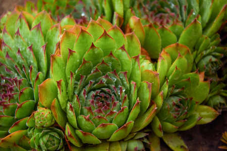 Beautiful Sempervivum (stone rose) close-upの写真素材