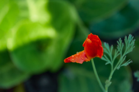 Red flower with raindrops close-up in the garden. Sunny summer day after rain.の写真素材