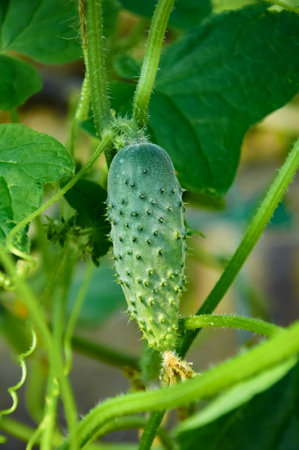 A little cucumber grows among green leaves. Growing vegetablesの写真素材