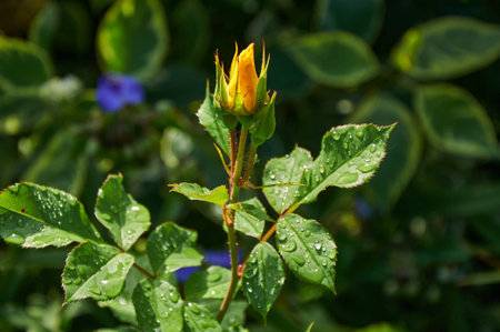 Yellow rose with raindrops in the garden. Sunny summer day after rain.の写真素材