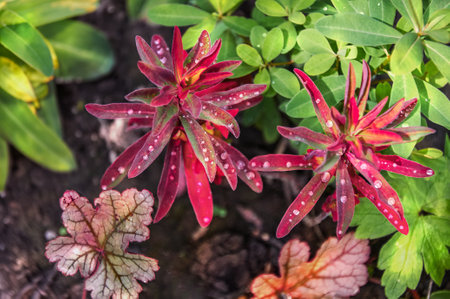 Rain Drops Red Tip Flowers . wood spurge in natureの写真素材