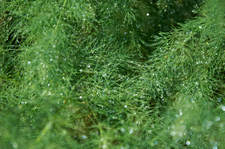 Raindrops on a green asparagus bush on a sunny summer day close-up.の写真素材