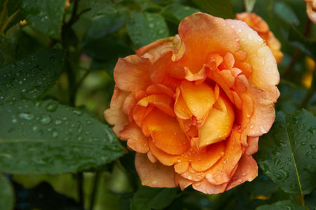 A beautiful orange rose with raindrops close-up in the garden. Sunny summer day after rain.の写真素材