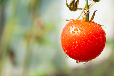 A branch with ripe, juicy red tomatoes after the rain with dropsの写真素材