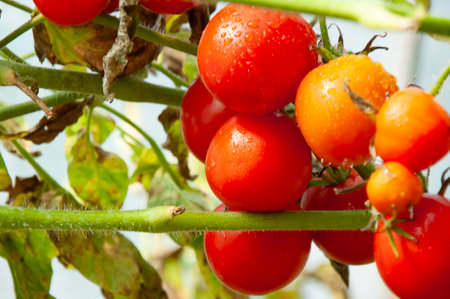 A branch with ripe, juicy red tomatoes after the rain with dropsの写真素材