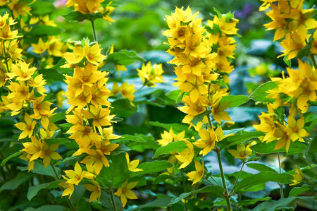 Loosestrife beautiful yellow flowers in the garden close-upの写真素材