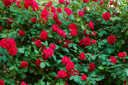 Large bush with many red roses close-up. beautiful floral background.の写真素材