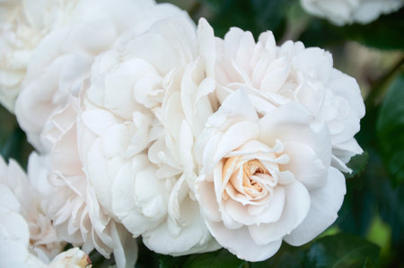 Gently white-beige rose close-up. beautiful floral background. Valentine's day and holidays. Loveの写真素材