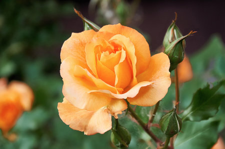 Yellow rose close-up in the garden. Beauty and tenderness, holiday. Natureの写真素材