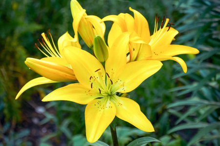 Yellow lilies in the garden close-up. selective focusの写真素材