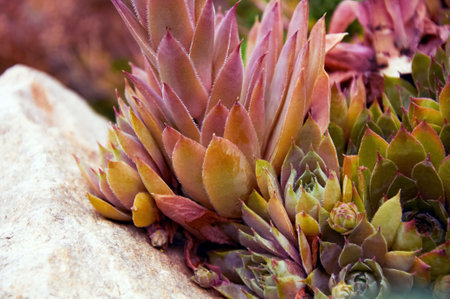 A beautiful sempervivum (stone rose) on a rock in close-upの写真素材