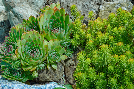 A beautiful sempervivum (stone rose) on a rock in close-upの写真素材