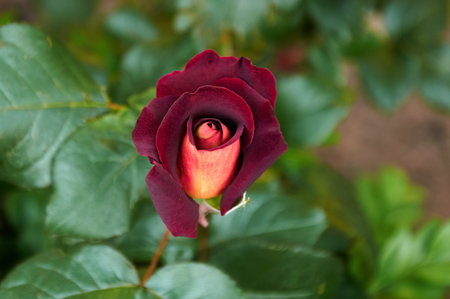 Dark red rose with a yellow center in the garden close-up. beautiful floral background. Valentine's day and holidays. Loveの写真素材