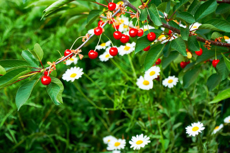 Red cherries on a branch against a background of green grass and white daisies. harvesting. nature in summer.の写真素材